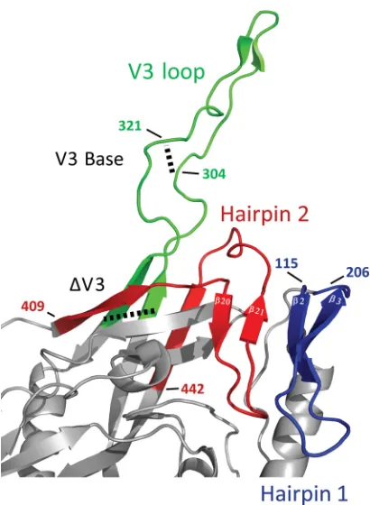FIG 4 Comparison of wt V1/V2 loops and the V2 core mutant. The crystal structure of the V1/V2 loops from gp120 of strain ZM109 reveals that the V2 loopassumes a Greek key fold (PDB accession number 3U2S) (78)