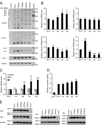 FIG 7 Effect of natural variations in SA1prox on viral gene expression. (A) Semiquantitative RT-PCR analysis of spliced mRNAs