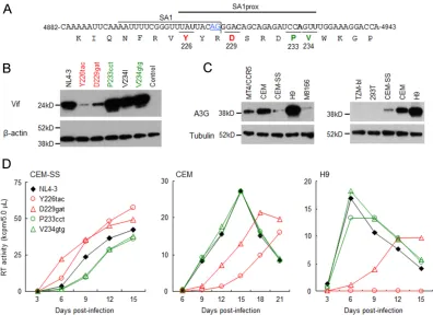 FIG 2 Effects of natural single-nucleotide variations within SA1prox on Vif protein expression levels and viral replication ability in various cell lines