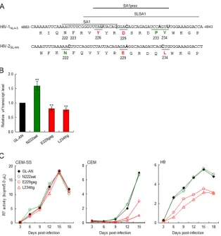 FIG 3 Effects of natural single-nucleotide variations in HIV-2 SA1prox onits natural variants in CEM-SS, CEM, and H9 cells