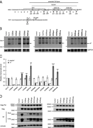 FIG 4 Identiﬁcation of new single-nucleotide variations in the extended SA1prox that affectproviral clones indicated and treated with DNase I