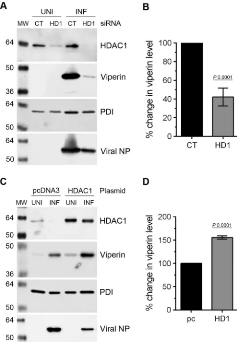 FIG 7 HDAC1 is involved in the expression of viperin in IAV-infected cells.lated using aoverexpression of HDAC1 increased viperin expression in infected cells