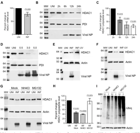 FIG 1 IAV downregulates the expression of HDAC1. (A) A549 cells (8IAV WSN strain at an MOI of 0.5, 3.0 and 5.0 for 24 h
