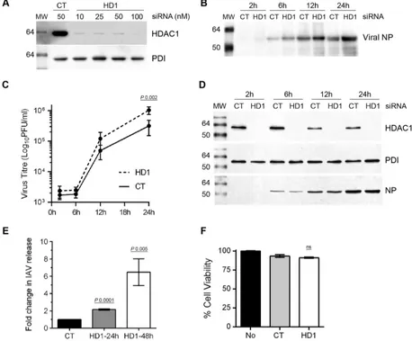 FIG 2 The knockdown of HDAC1 expression promotes IAV infection. (A) A549 cells (2 � 105) were transfected with indicated concentrations of nontargetingcontrol (CT) siRNA or HDAC1-targeting (HD1) siRNA for 72 h
