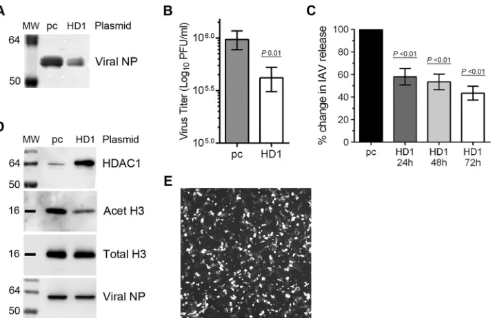 FIG 3 The overexpression of HDAC1 inhibits IAV infection. (A, B, and D) A549 cells (8 � 105) were transfected with empty plasmid pcDNA3 (pc) or pcDNA3containing HDAC1 (HD1) for 48 h