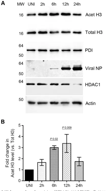 FIG 4 IAV downregulates the activity of HDAC1. (A) MDCK cells (8in UNI sample was considered 1-fold for comparisons to 2-, 6-, 12-, and 24-hsamples