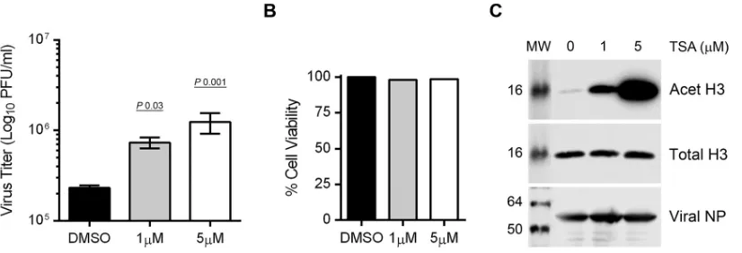 FIG 5 The inhibition of HDAC activity promotes IAV infection. (A to C) A549 cells (8 � 105) were infected with PR8 at an MOI of 0.5 and subsequently treatedwith dimethyl sulfoxide (DMSO) or the indicated concentrations of TSA (in DMSO) for 24 h