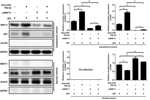 FIG 8 miR-19b-3p activates NF-control oligonucleotides and siRNF11 or a nonspeciﬁc control siRNA (ﬁnal concentration, 50 nM) for 24 h and then infected with JEV at an MOI of 5 for 36 h.The cytosolic extracts (upper panel) and nuclear extracts (lower panel)