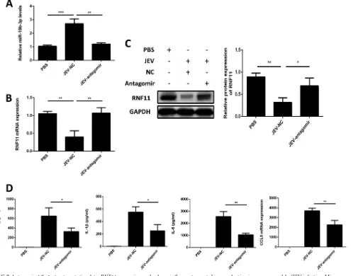 FIG 9 Antagomir-19b-3p treatment stimulates RNF11 expression and reduces inﬂammatory cytokine production in a mouse model of JEV infection