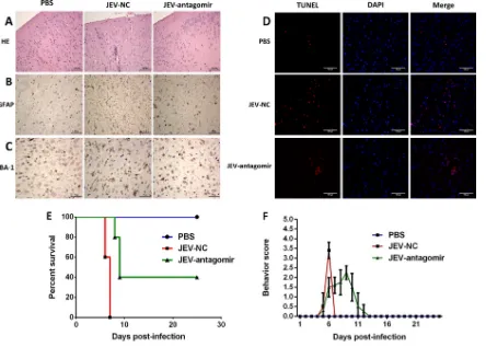 FIG 10 Antagomir-19b-3p treatment reduces neuroinﬂammation and improves the survival rate in JEV-infected mice