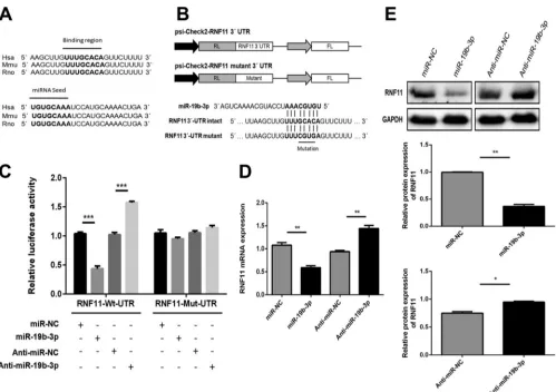 FIG 4 miR-19b-3p directly targets RNF11. (A) Conservation of the miR-19b-3p target sequence in RNF11 among different species (upper panel), and