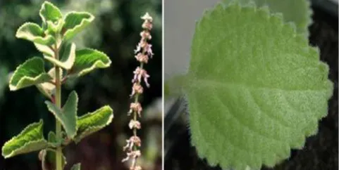 Fig. 3: Morphology of Coleus aromaticus (a) Arial Part (b) Leaf  