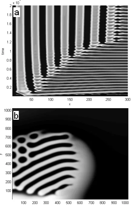 Figure 2.19 Space-time plots of transient breathing pulses in (a) and two dimensional = 10= Dbreathing Turing patterns in (b)