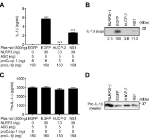 FIG 1 NS1 inhibits NLRP3 inﬂammasome-mediated IL-1� secretion. (A) HEK293T cells were transfected with expression plasmids encoding either NLRP3,ASC, procaspase-1, pro-IL-1�, and human UCP-2 (hUCP-2) or NS1