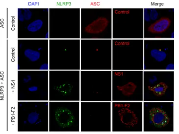 FIG 6 The NS1 protein from different strains suppresses NLRP3 inﬂammasome-mediated IL-1plasmids encoding NLRP3, ASC, procaspase-1, pro-IL-1supernatants were collected at 24 h posttransfection, and IL-1were collected at 24 h posttransfection, and NLRP3 expr