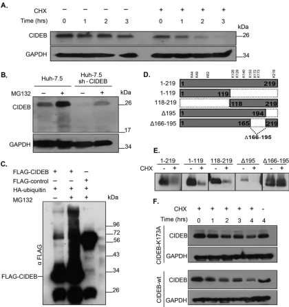 FIG 2 Endogenous CIDEB is a short-lived protein that is posttranslationally regulated via the ubiquitin-proteasome pathway