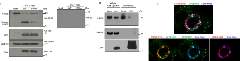 FIG 5 (A) Effect of a JFH-1 core mutant deﬁcient in LD-targeting on CIDEB cleavage. Western blot analysis of Huh-7.5 cells was performed 48 h afterelectroporation of cells with 10 �g of wild-type JFH-1 (WT) or JFHDP RNA