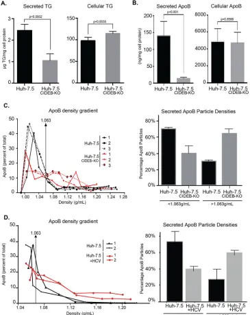 FIG 7 Knockout of CIDEB in human hepatoma cells results in altered VLDL secretion and TG storage