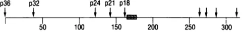 FIG.1.andtionreadingDonehowerShaded Schematic representation of the 319-codon-long open frame of the C3H exogenous MMTV LTR, according to et al