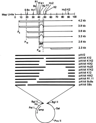 FIG.1.andtheorf-1,AAVpA11P.XbaanalysisHorizontalintron.strictionsequence Structure of the AAV2 DNA and mutant AAV genomes