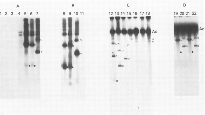 FIG. 2.particlesseparatelabeledandculturestrackDNAtrack22,duplex(C)plasmid Effect of deletions on replication of AAV genomes in transfected 293 cells