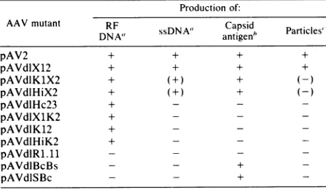 FIG. 3.at(tracksinDEAE-dextranpAVdlHc23DNA; the tracks Complementation of AAV mutants
