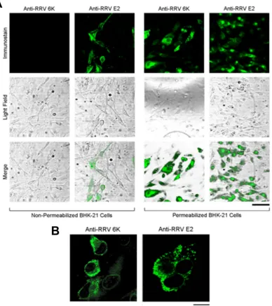 FIG 1 Cellular distribution of the RRVand the E2 protein exhibit a punctate distribution in BHK-21 cells