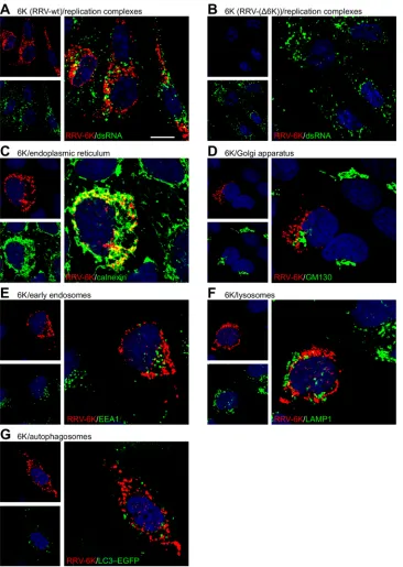 FIG 2 Subcellular localization of the RRV 6k proteins. (A and B) BHK-21 cell monolayers were infected with WT RRV (A) or RRV-(�6K) (B) at an MOI of 0.1for 1 h, placed in fresh growth medium, and incubated for 12 h