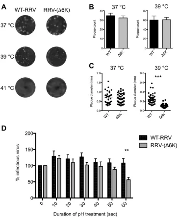 FIG 3 RRV-(independent determinations. (C) Average plaque diameter for WT RRV and RRV-(RRV-(�6K) temperature and pH sensitivity