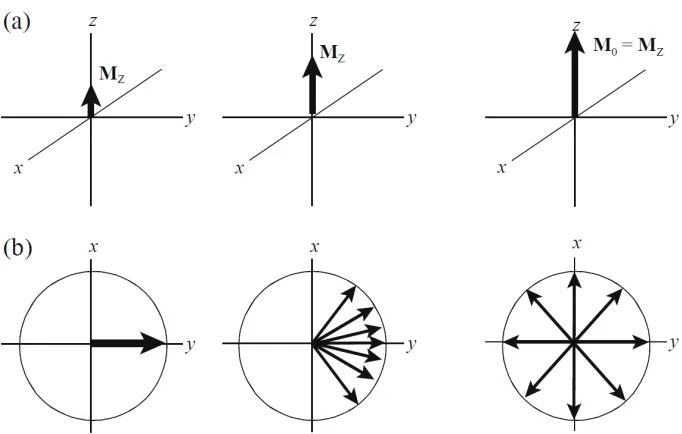 Figure 1.4 - T1 relaxation is depicted in (a) and T2 relaxation is shown in(b). M0 denotes the net spin magnetization vector, MZ is thez-component of M0