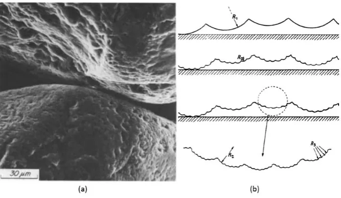 Fig. 1. (a) Micrograph of contact between grains of quartz sand (Terzaghi et al., 1996) (b) Example of 