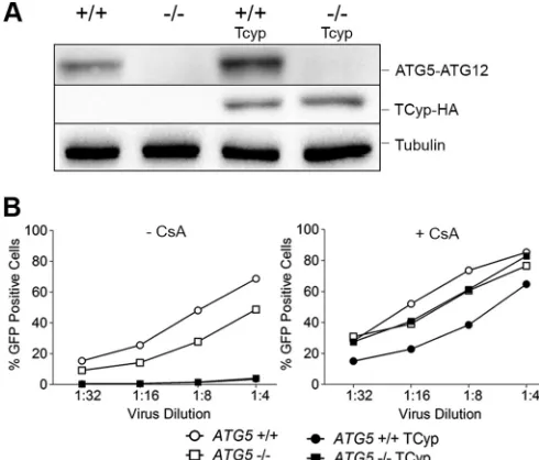 FIG 7 Depletion of ATG5 does not affect the restriction of HIV-1 by owlmonkey TRIM-Cyp