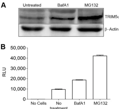 FIG 2 huTRIM5� turnover is sensitive to autophagic and proteasomal inhib-itors. (A) TE671 cells were treated with BafA1 or MG132 for 18 h, and endog-enous huTRIM5� expression was measured by Western blotting