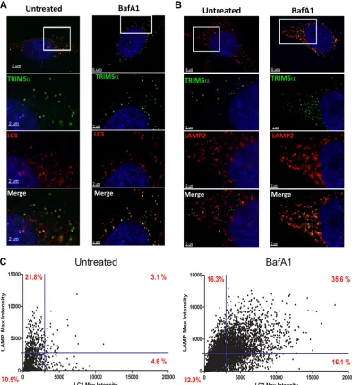 FIG 4 rhTRIM5� colocalizes with the autophagy markers LC3b and LAMP2. (A and B) HeLa cells stably expressing YFP-rhTRIM5� were seeded ontoﬁbronectin-treated coverslips