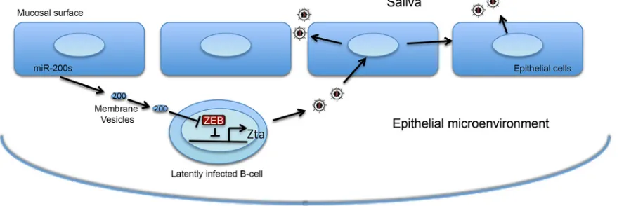FIG 7 Model of eMV miR-200-mediated communication between oral epithelium and virally infected B cells.