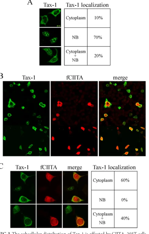 FIG 3 The subcellular distribution of Tax-1 is affected by CIITA. 293T cellswere transfected with 0.2 �g of Tax-1 expression vector alone (A) or in com-bination with 0.2 �g of plasmid pfCIITA (B and C) and analyzed by IF assayand confocal microscopy for Ta