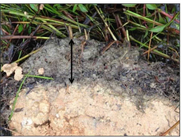 Figure 2-6: Root mat and layer of fines at surface of  POV bioretention media  