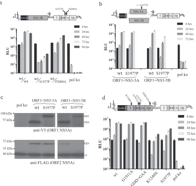 FIG 7 Effects of blocking NS4B5A boundary cleavage on intragenomic replication. Schematics provide details of the constructs used and the positioning ofmutations within them