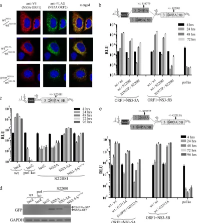 FIG 8 Impact of blocking NS4B5A cleavage on NS3-5A function. (a) Intragenomic replicons with a functional NS3-5B encoded in ORF2 and expressing eitherNS5A, NS3-5A, or an S1977P-mutated NS3-5A from ORF1 were transfected into Huh7.5 cells