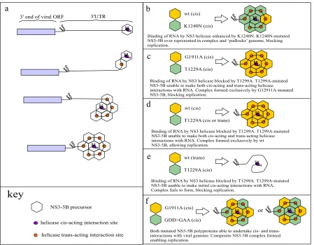 FIG 9 Putative model of NS3-5B-dependent complex assembly. (a) The NS3 helicase domain within a recently translated polyprotein precursors binds in a=