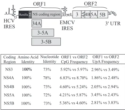 FIG 1 Schematic representation of the intragenomic HCV replicons used inthis study. The HCV IRES in the 5= UTR drives translation of ORF1, whichencodes the indicated NS polyproteins expressed as part of a Renilla-foot andmouth disease (FMDV) 2A fusion prot