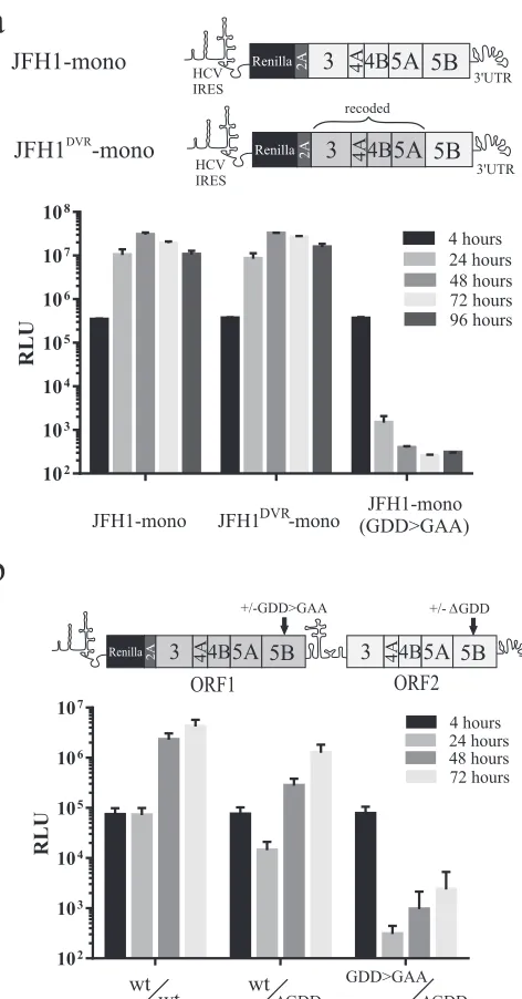 FIG 2 Replication of constructs expressing NS3-5B as a Renilla-FMDV 2Afusion protein. Replication was assessed using both monocistronic (a) andintragenomic (b) replicon constructs