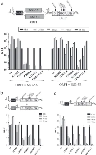 FIG 3 Assessing the capacity of ORF1 polyproteins to support replication of intragenomic replicons with different defects in ORF2 and recue of the same defectsnaive Huh7.5 cells (c)