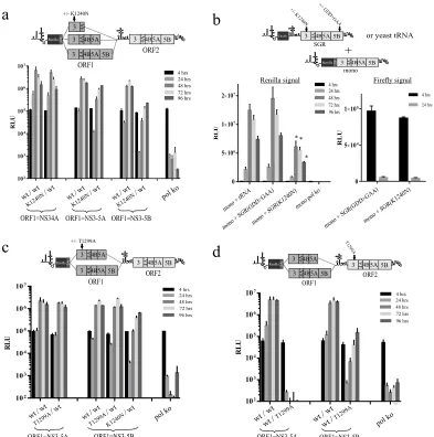 FIG 4 Impact of single helicase point mutations K1240N and T1299A on replicon replication