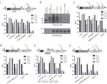 FIG 5 Analysis of mutations using the intragenomic replicon and assessing their dependency on NS3-5B for rescue