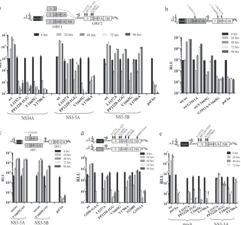 FIG 6 Rescue of lethal mutations in NS3 and NS4A that disrupt processes other than NS3 helicase activity