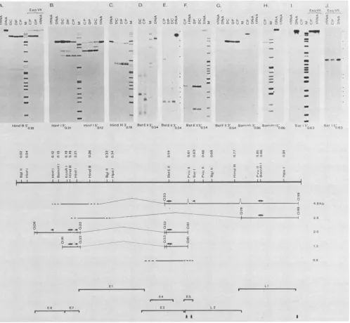 FIG.3.toamplifyingautoradiograms.HinflformwhichtheSallend-labeledandandendstoinsertedpresent;restrictionnucleaseintronH,sizesprobe180, different right; Mapping of CRPV transcripts with end-labeled probes