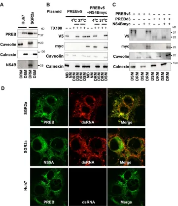 FIG 5 PREB is recruited into the HCV RNA replication complex by NS4B. (A) PREB recruitment into DRM in SGR2a cells