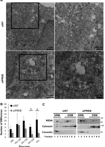 FIG 6 PREB is required for the formation of the HCV-induced membranous replication compartment