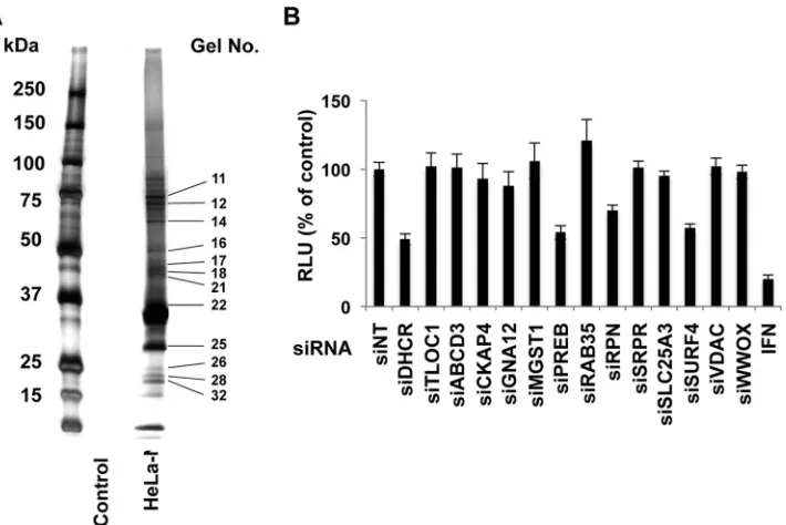 FIG 1 Identiﬁcation of NS4B-associated host cofactors by tandem afﬁnity puriﬁcation, proteomic analysis, and siRNA silencing